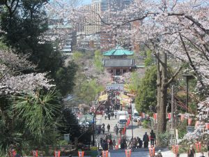 Sakura at Ueno Park, Tokyo in Late March by John D'Amico, EAS Major, Class of '15